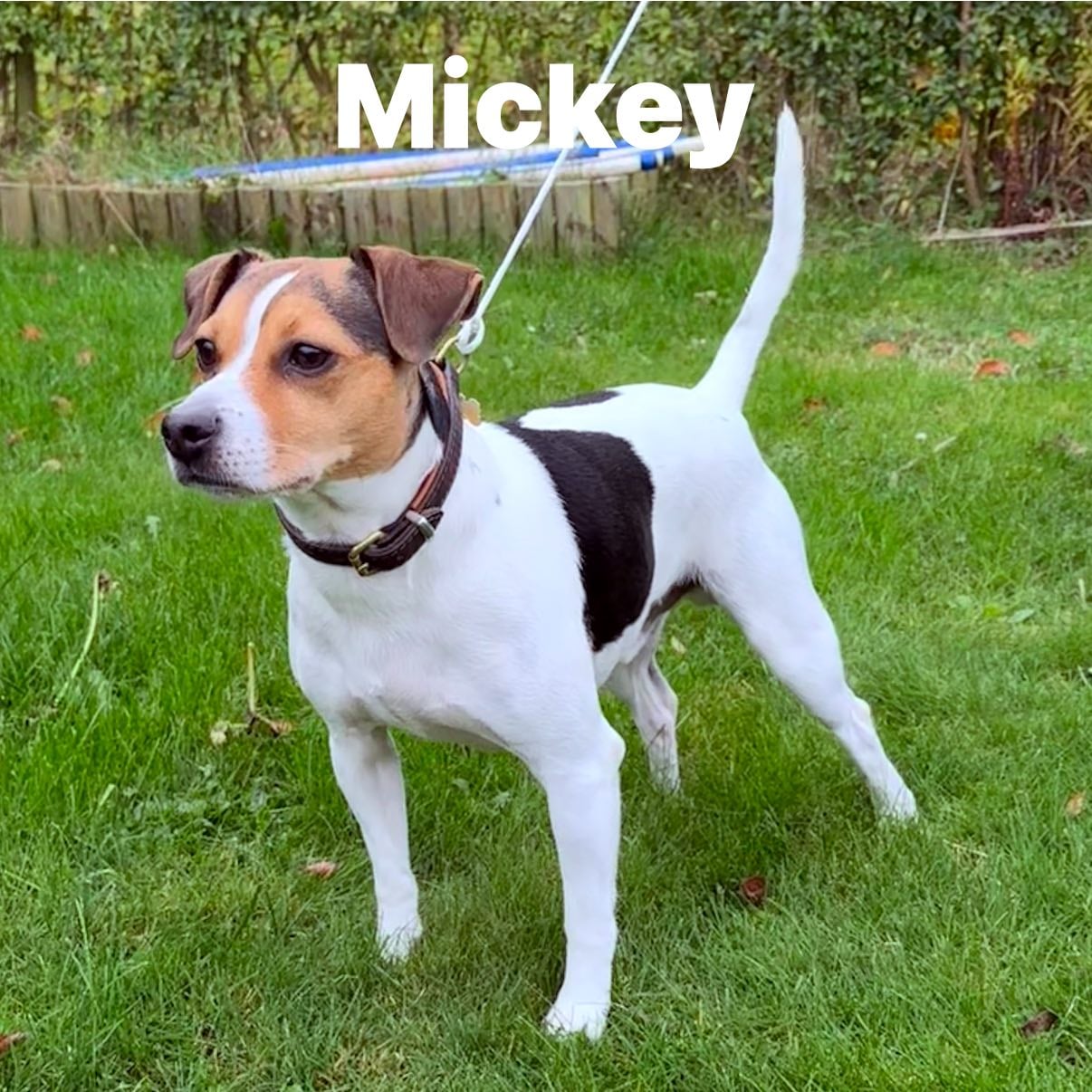 RuffusGulddreng (Mickey) DK10103/2021 